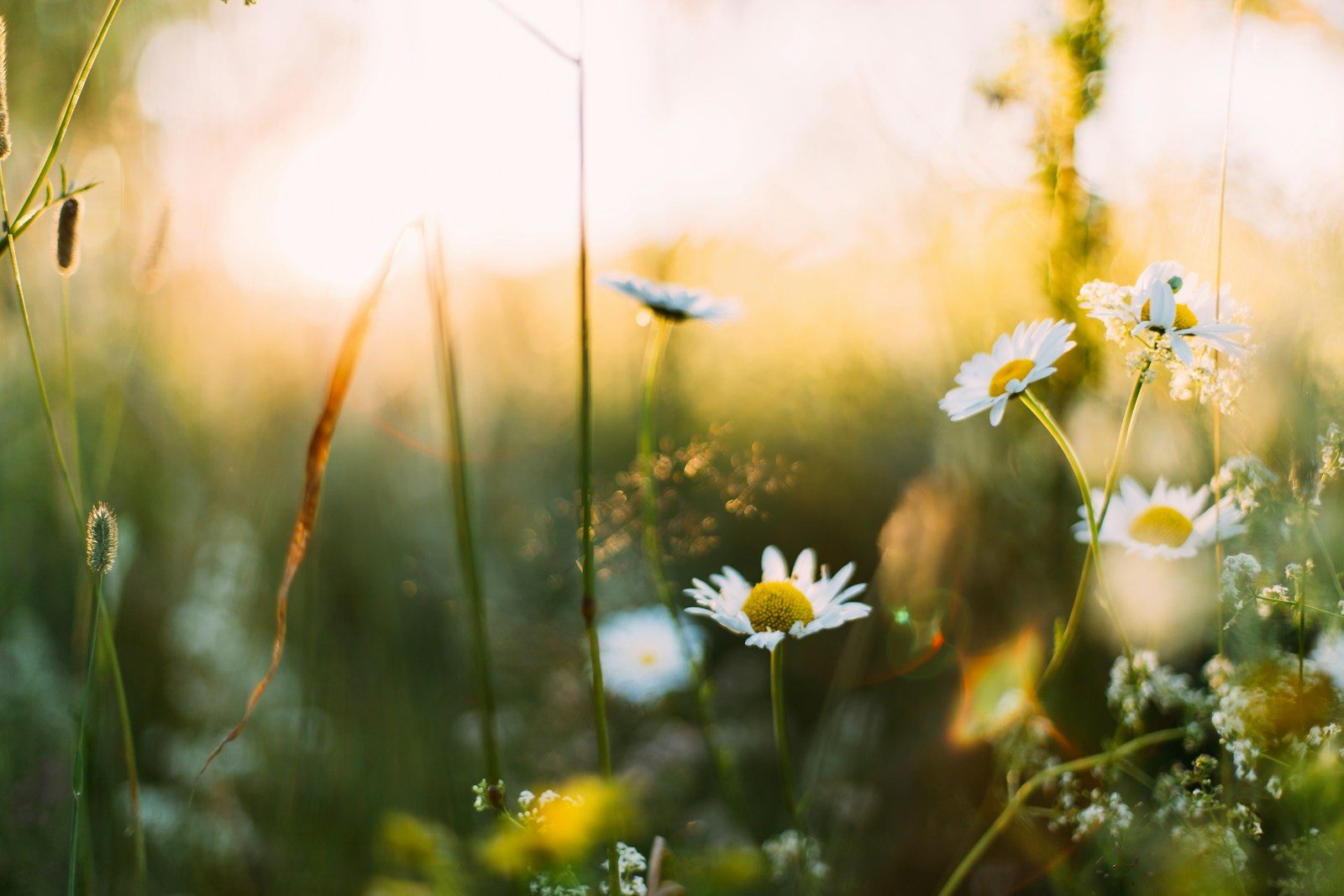 Strathclyde Windscreens & Your Guide to Spring Driving Preparation in Scotland